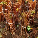 саженцы малины в интернет магазине Кустик Сад