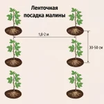 купить саженцы малины в интернет магазине Кустик Сад