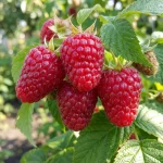 Ляшка малина саженцы в Кустик Сад, онлайн каталог с ценами на саженцы малины в интернет магазине