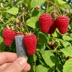 Моника малина саженцы в Кустик Сад, онлайн каталог с ценами на саженцы малины в интернет магазине
