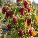 Нижегородец малина саженцы Купить в питомнике цены Кустик Сад
