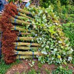 Саженцы малины с развитой корневой системой из питомника Кустик Сад