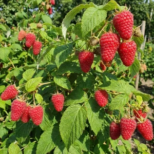 Рафики малина саженцы Купить в питомнике цены Кустик Сад