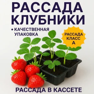 Рассада клубники в интернет магазине Кустик сад, купить рассаду, цены в каталоге
