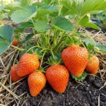 Априка рассада клубники в Кустик Сад, каталог с ценами
