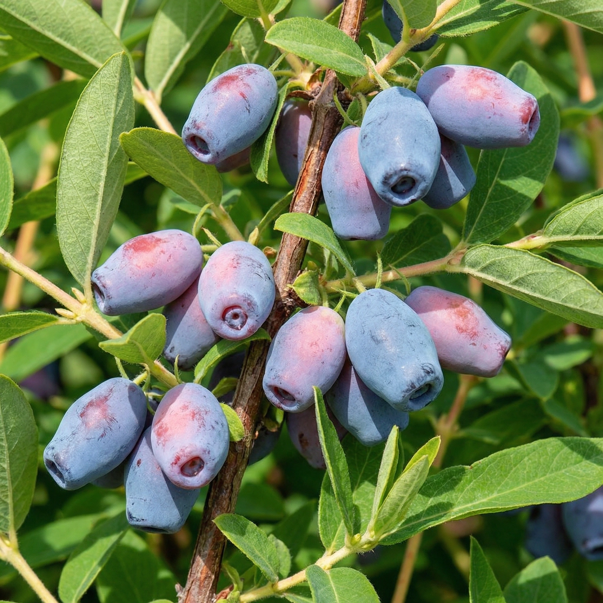 Блю Треже жимолость саженцы купить в питомнике Кустик Сад, каталог саженцев жимолости с ценами