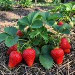 Брилла рассада клубники в Кустик Сад, каталог с ценами