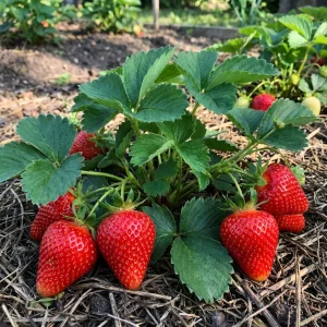 Брилла рассада клубники в Кустик Сад, каталог с ценами