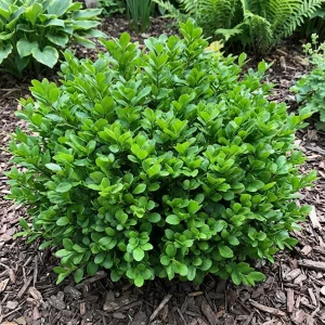 Buxus самшит купить саженцы в кустик Сад