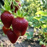 Флоренс купить рассаду клубники в интернет магазине Кустик Сад, каталог цен на саженцы
