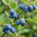 Индиго Джем жимолость саженцы купить в питомнике Кустик Сад, каталог саженцев жимолости с ценами