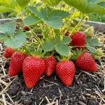 Инспайр рассада клубники в Кустик Сад, каталог с ценами