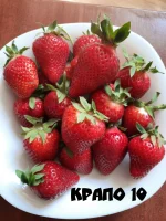 Клубника ремонтантная «Крапо 10» (ОКС) — изображение 2