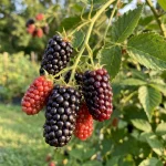 Полар ежевика купить саженцы в интернет магазине Кустик Сад, доставка и цены в каталоге саженцев ежевики