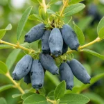 Северный Буран жимолость саженцы купить в питомнике Кустик Сад, каталог саженцев жимолости с ценами