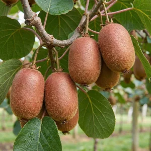 Zespri Red киви, купить саженцы в интернет магазине Кустик Сад, онлайн каталог с ценами