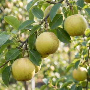 Слежка груша саженцы плодовых деревьев, купить в питомнике, цены Кустик Сад